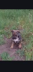 Lost Male Dog last seen Shaw/99, Fresno, CA 93722