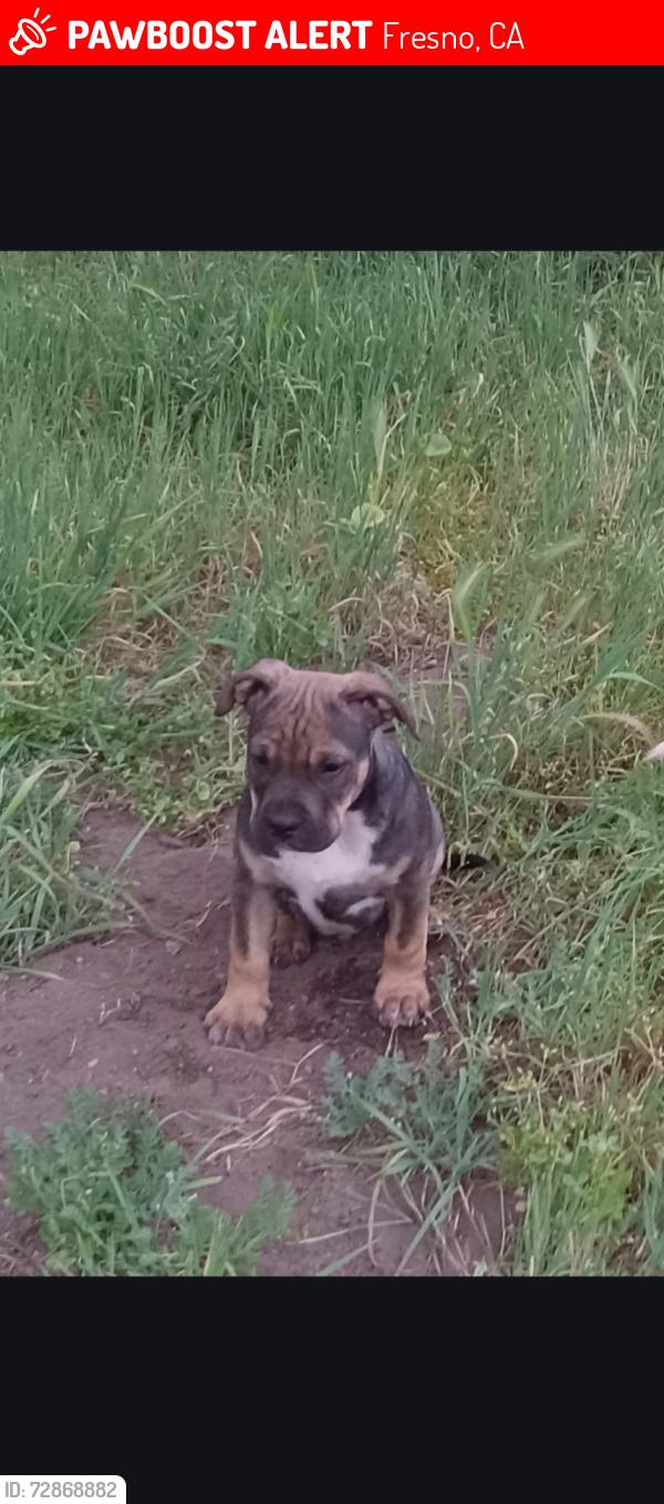 Lost Male Dog last seen Shaw/99, Fresno, CA 93722