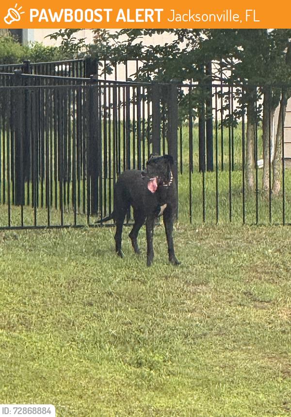 Found/Stray Male Dog last seen Bowers Creek Rd & Longleaf Branch Dr, Jacksonville, FL 32222