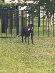 Found/Stray Male Dog last seen Bowers Creek Rd & Longleaf Branch Dr, Jacksonville, FL 32222