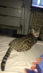 Reunited Female Cat last seen Crosstown and robinson roads, Peachtree City, GA 30269