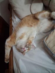 Lost Male Cat last seen Near Blount county just roaming around , Maryville, TN 37801