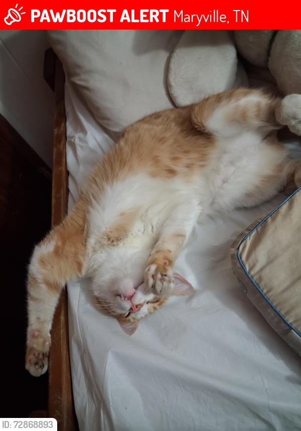 Lost Male Cat last seen Near Blount county just roaming around , Maryville, TN 37801