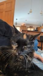 Lost Female Cat last seen Near Ave and 74 Street, Kenosha, WI 53142