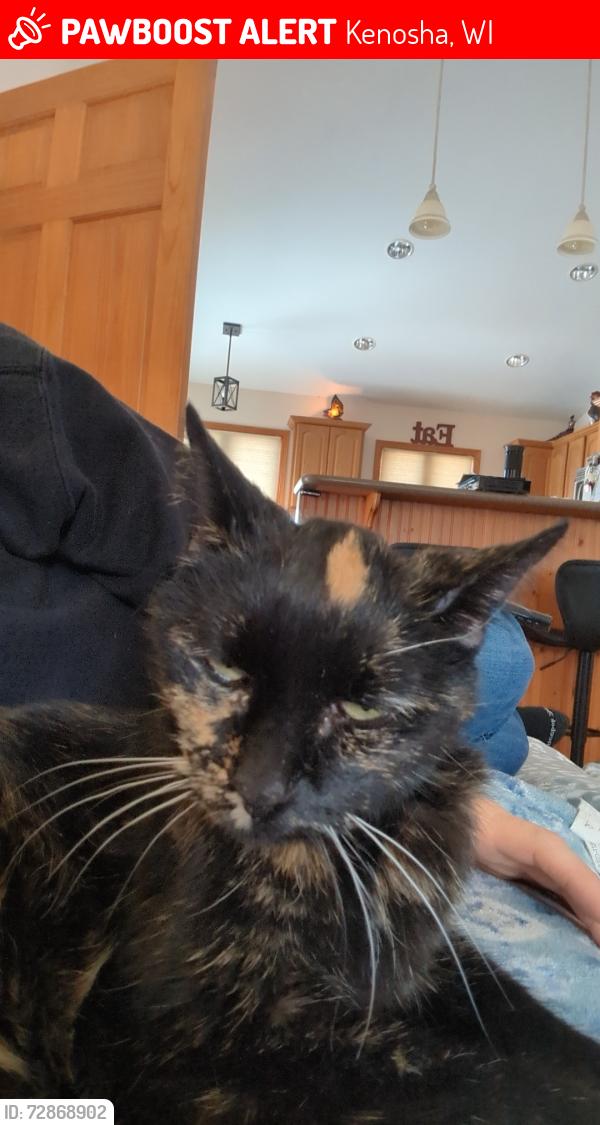 Lost Female Cat last seen Near Ave and 74 Street, Kenosha, WI 53142
