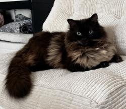 Lost Male Cat last seen La Estrada Dr. and Via Piedra Roja, Laguna Niguel, CA 92677