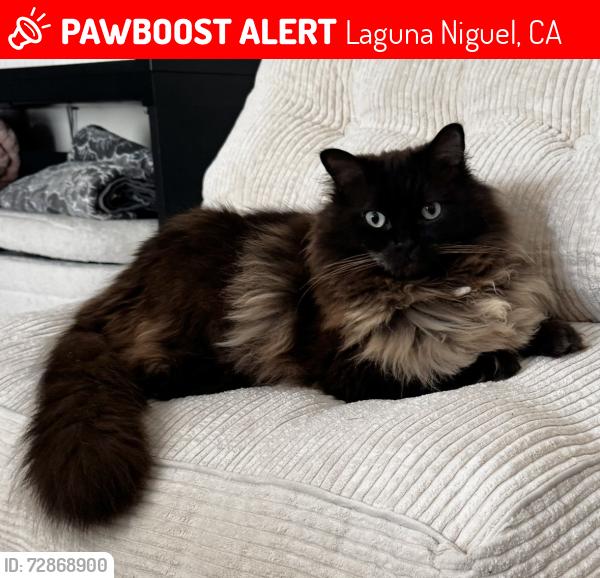 Lost Male Cat last seen La Estrada Dr. and Via Piedra Roja, Laguna Niguel, CA 92677