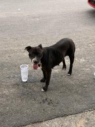 Found/Stray Female Dog last seen El mirando street and Thrasher Lane, Austin, TX 78741
