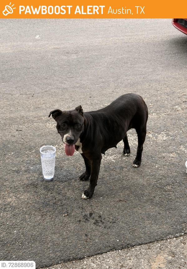 Found/Stray Female Dog last seen El mirando street and Thrasher Lane, Austin, TX 78741