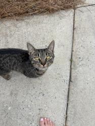 Found/Stray Unknown Cat last seen Highway 150 and Willard Road, Oak Ridge, Oak Ridge, NC 27310