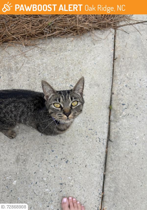 Found/Stray Unknown Cat last seen Highway 150 and Willard Road, Oak Ridge, Oak Ridge, NC 27310