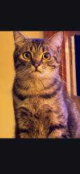 Lost Male Cat last seen Belmar, Richmond, VA 23234