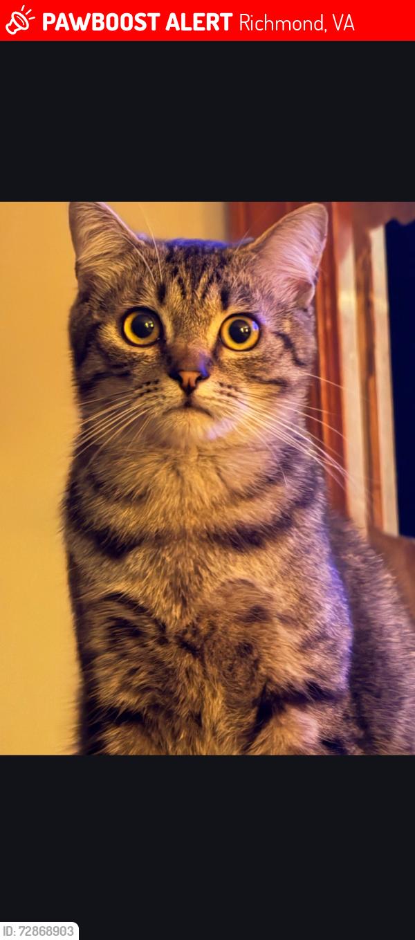 Lost Male Cat last seen Belmar, Richmond, VA 23234