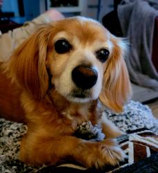 Reunited Male Dog last seen Rodd Field and Wooldridge , Corpus Christi, TX 78414
