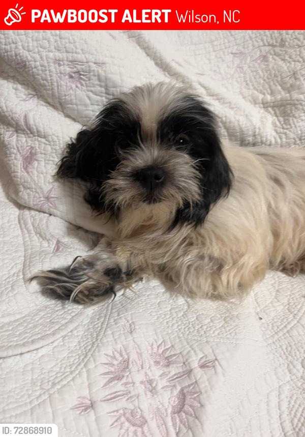 Lost Female Dog last seen Radio Tower and I-95, Wilson, NC 27893