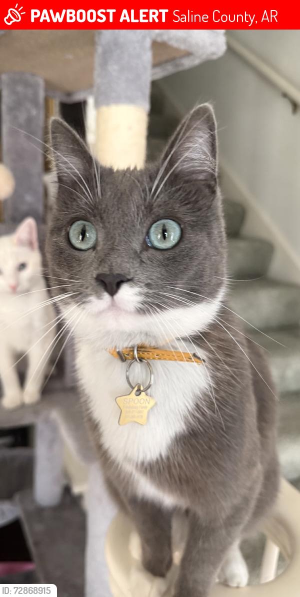 Lost Male Cat last seen West Polk and South Alexander Rd, Saline County, AR 72002
