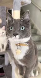 Lost Male Cat last seen West Polk and South Alexander Rd, Saline County, AR 72002