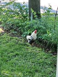 Found/Stray Male Other last seen S Conover St., Dayton, OH 45402