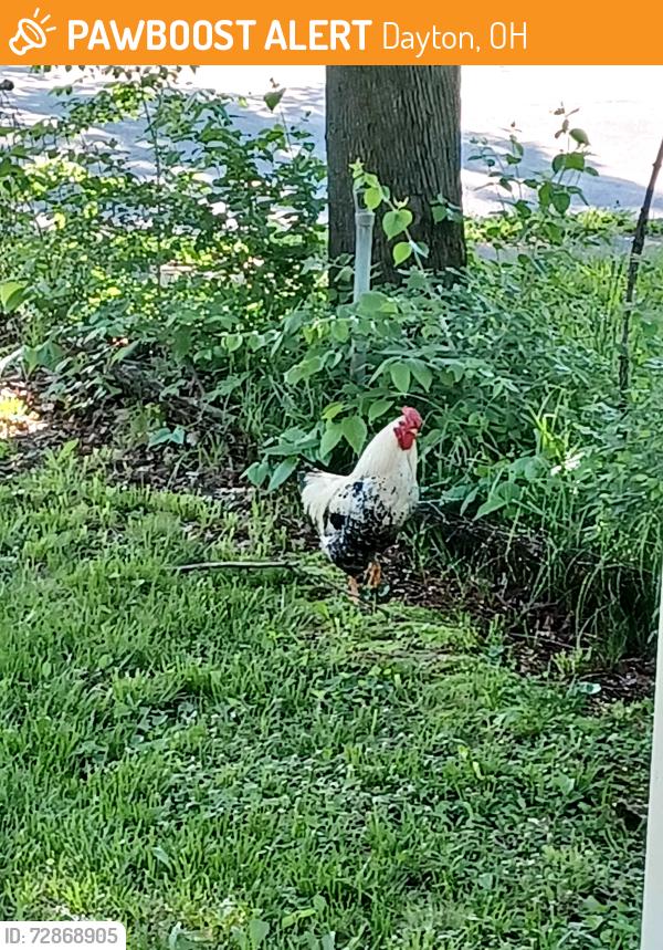 Found/Stray Male Other last seen S Conover St., Dayton, OH 45402