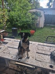 Found/Stray Unknown Dog last seen I35 and judson, San Antonio, TX 78233