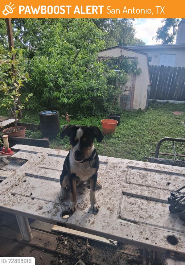 Found/Stray Unknown Dog last seen I35 and judson, San Antonio, TX 78233