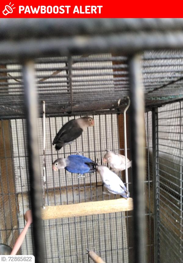 Lost Unknown Bird last seen Bruin Dr and Fawn Dr, Bear Creek Estates, FL 34654