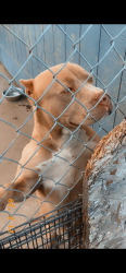 Lost Male Dog last seen Near dixeanne ave, Sacramento, CA 95815