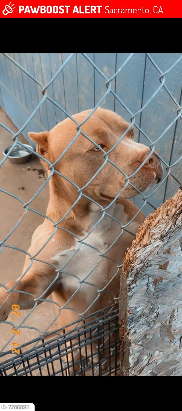 Lost Male Dog last seen Near dixeanne ave, Sacramento, CA 95815