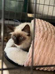 Lost Female Cat last seen Koch rd. mueller rd , O'Fallon, MO 63366