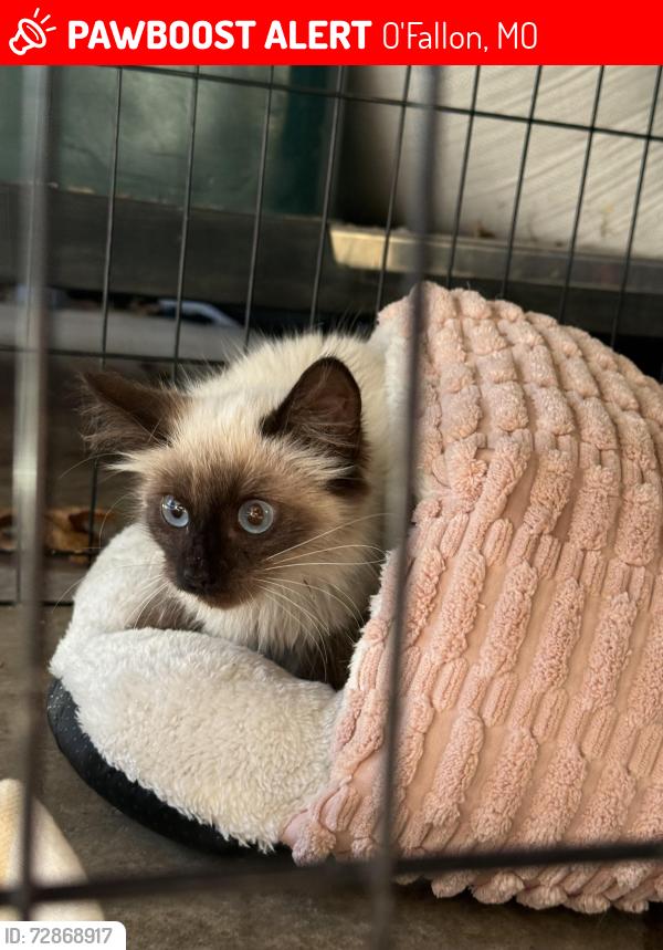 Lost Female Cat last seen Koch rd. mueller rd , O'Fallon, MO 63366