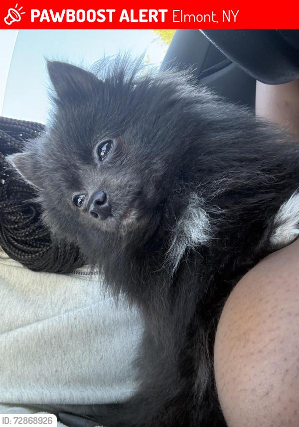 Lost Female Dog last seen Leighton Rd & Astor St, Elmont, NY 11003