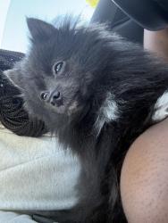 Lost Female Dog last seen Leighton Rd & Astor St, Elmont, NY 11003