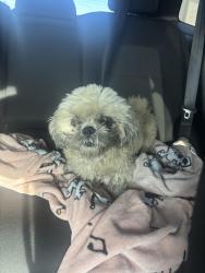Found/Stray Male Dog last seen La Casista Tropical Restaurant- johnson st middle of road , Hollywood, FL 33024