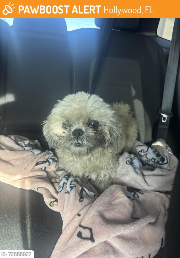 Found/Stray Male Dog last seen La Casista Tropical Restaurant- johnson st middle of road , Hollywood, FL 33024