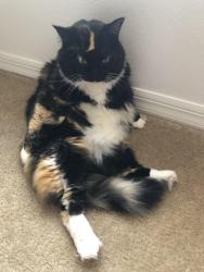 Lost Female Cat last seen Custer village , Fort Benning, GA 31905