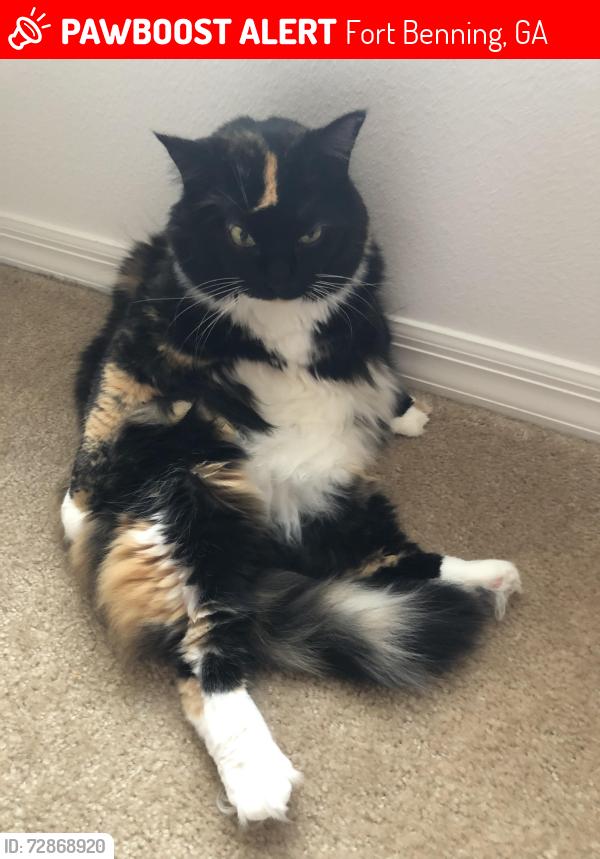 Lost Female Cat last seen Custer village , Fort Benning, GA 31905