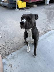 Found/Stray Female Dog last seen West county rd 72 , Midland, TX 79707