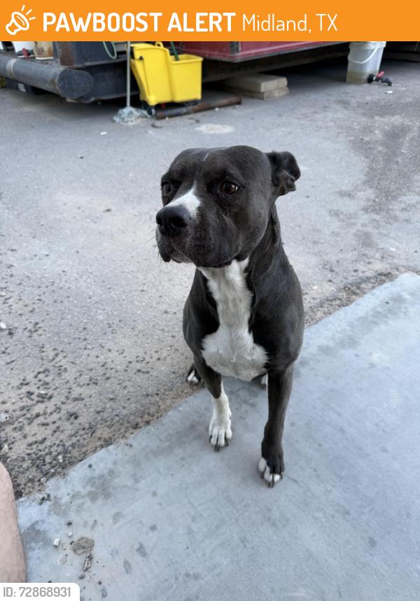 Found/Stray Female Dog last seen West county rd 72 , Midland, TX 79707
