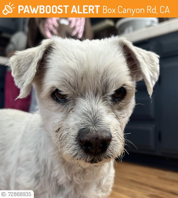 Found/Stray Male Dog last seen Box canyon, Santa Susana pass, Box Canyon Rd, CA 91304