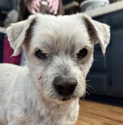 Found/Stray Male Dog last seen Box canyon, Santa Susana pass, Box Canyon Rd, CA 91304
