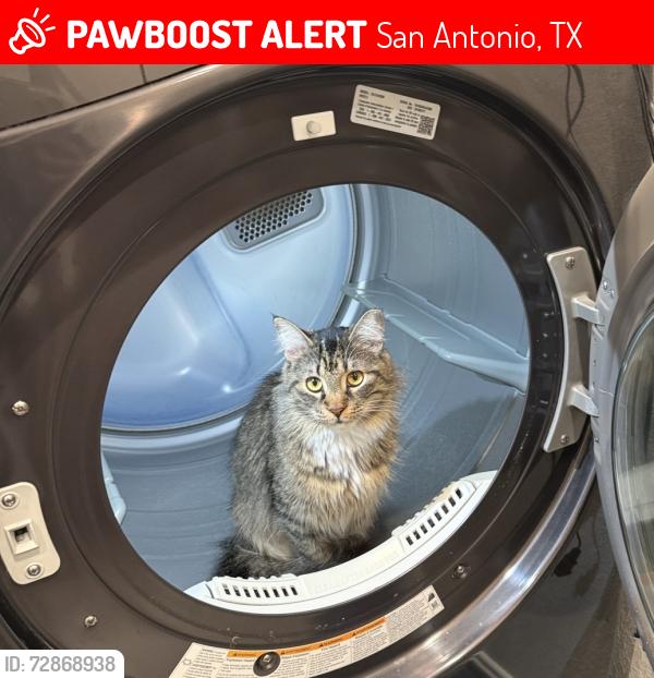 Lost Female Cat last seen Rolling Oaks Estates, San Antonio, TX 78253