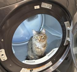 Lost Female Cat last seen Rolling Oaks Estates, San Antonio, TX 78253