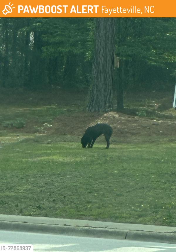 Found/Stray Unknown Dog last seen Ramsey and girard , Fayetteville, NC 28311
