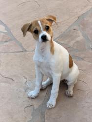Found/Stray Female Dog last seen Antrim Loop and Big Game Pl, Tucson, AZ 85706