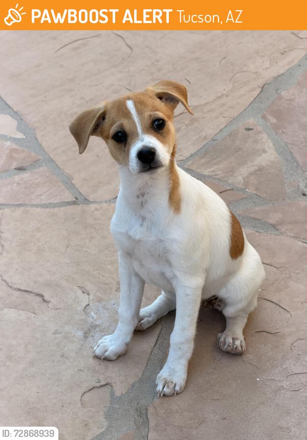 Found/Stray Female Dog last seen Antrim Loop and Big Game Pl, Tucson, AZ 85706