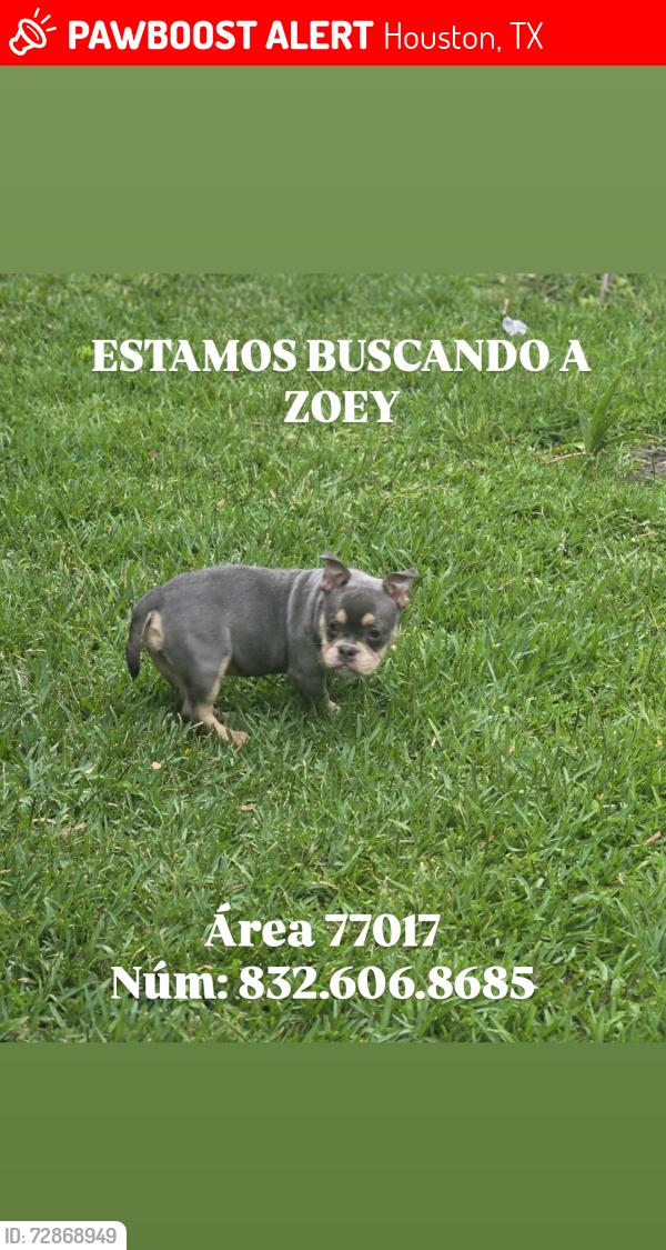 Lost Female Cat last seen Howard , Houston, TX 77017