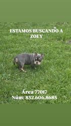 Lost Female Cat last seen Howard , Houston, TX 77017