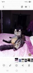 Lost Male Cat last seen North Main and Sumter, Columbia, SC 29201