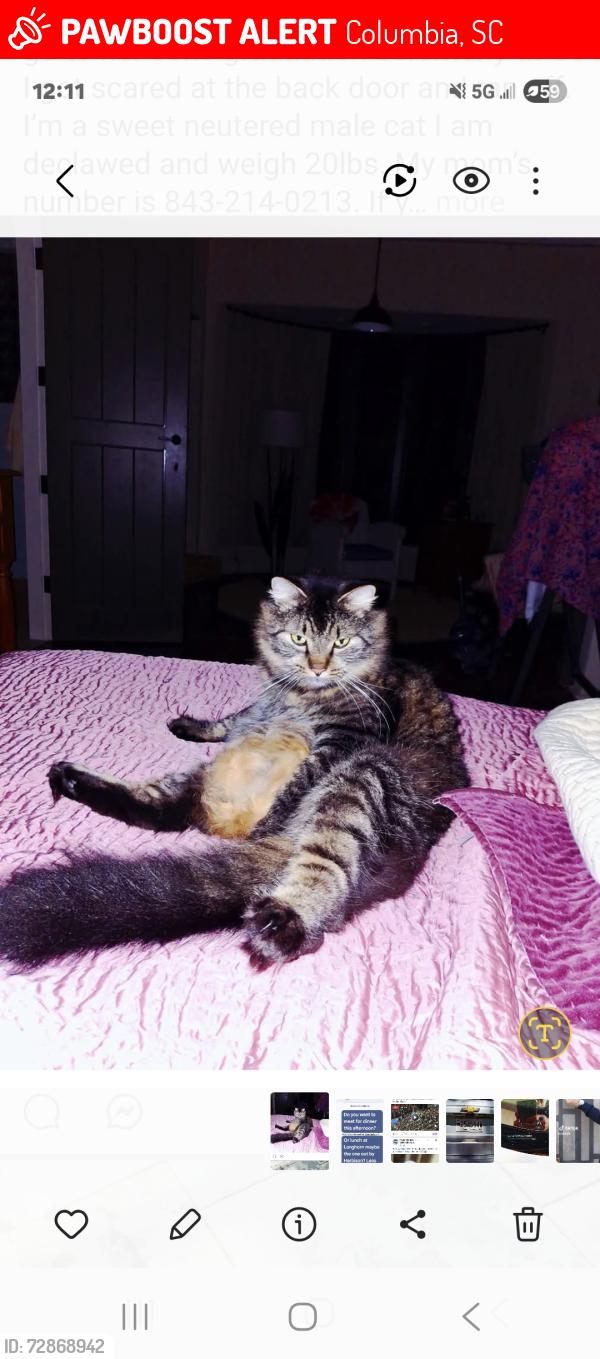 Lost Male Cat last seen North Main and Sumter, Columbia, SC 29201