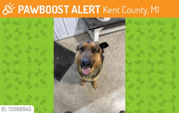 Found/Stray Male Dog last seen Timpson Ave and 76th St, Kent County, MI 49302